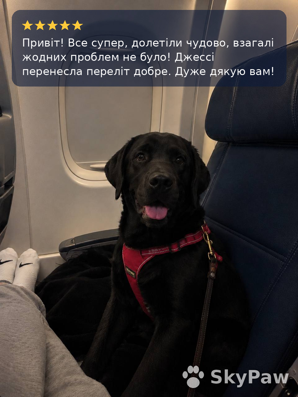 Відгук клієнта SkyPaw, фото 3